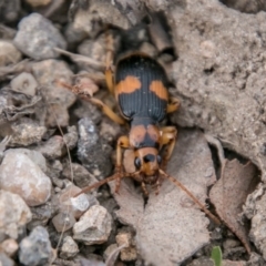Pheropsophus verticalis (Bombardier beetle) at Stromlo, ACT - 15 Aug 2018 by SWishart