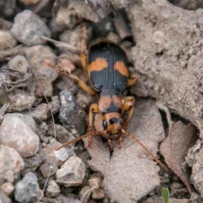 Pheropsophus verticalis (Bombardier beetle) at Cooleman Ridge - 15 Aug 2018 by SWishart
