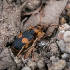 Pheropsophus verticalis at Stromlo, ACT - 15 Aug 2018 02:45 PM