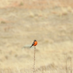 Petroica phoenicea (Flame Robin) at Rendezvous Creek, ACT - 18 Aug 2018 by CorinPennock