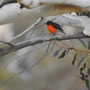 Petroica phoenicea at Rendezvous Creek, ACT - 19 Aug 2018