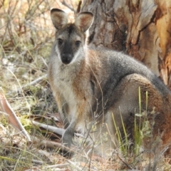 Notamacropus rufogriseus (Red-necked Wallaby) at Rendezvous Creek, ACT - 19 Aug 2018 by CorinPennock