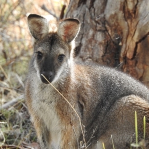 Notamacropus rufogriseus at Rendezvous Creek, ACT - 19 Aug 2018