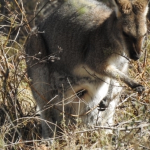 Notamacropus rufogriseus at Rendezvous Creek, ACT - 19 Aug 2018 01:46 AM