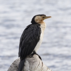 Microcarbo melanoleucos (Little Pied Cormorant) at Forde, ACT - 17 Aug 2018 by Alison Milton