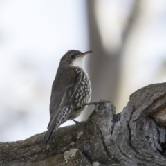 Cormobates leucophaea (White-throated Treecreeper) at Gungahlin, ACT - 17 Aug 2018 by AlisonMilton