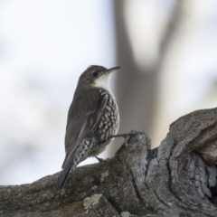 Cormobates leucophaea (White-throated Treecreeper) at Gungahlin, ACT - 17 Aug 2018 by Alison Milton