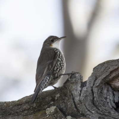 Cormobates leucophaea (White-throated Treecreeper) at Mulligans Flat - 17 Aug 2018 by Alison Milton