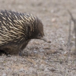 Tachyglossus aculeatus at Forde, ACT - 17 Aug 2018 03:05 PM