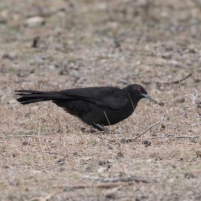 Corcorax melanorhamphos (White-winged Chough) at Forde, ACT - 17 Aug 2018 by AlisonMilton