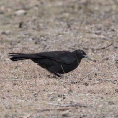 Corcorax melanorhamphos (White-winged Chough) at Mulligans Flat - 17 Aug 2018 by Alison Milton