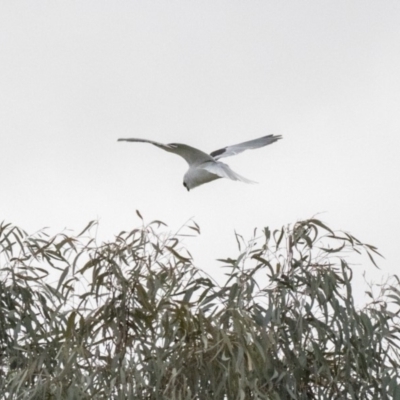 Elanus axillaris (Black-shouldered Kite) at Yerrabi Pond - 17 Aug 2018 by Alison Milton