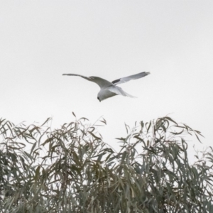 Elanus axillaris at Forde, ACT - 17 Aug 2018