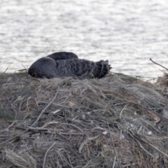 Cygnus atratus (Black Swan) at Gungahlin, ACT - 17 Aug 2018 by AlisonMilton