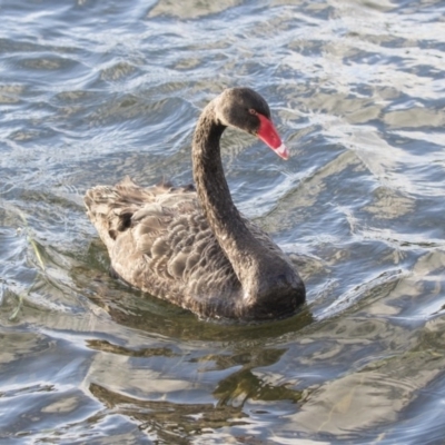 Cygnus atratus (Black Swan) at Yerrabi Pond - 17 Aug 2018 by AlisonMilton
