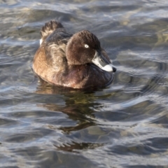 Aythya australis at Gungahlin, ACT - 17 Aug 2018