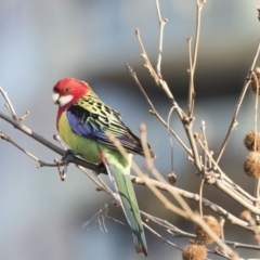 Platycercus eximius (Eastern Rosella) at Yerrabi Pond - 17 Aug 2018 by Alison Milton