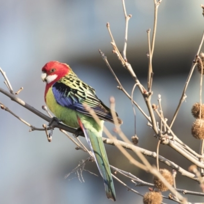 Platycercus eximius (Eastern Rosella) at Gungahlin, ACT - 17 Aug 2018 by AlisonMilton