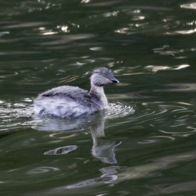 Poliocephalus poliocephalus (Hoary-headed Grebe) at Gungahlin, ACT - 17 Aug 2018 by AlisonMilton