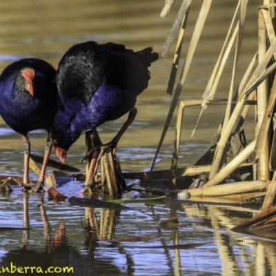 Porphyrio melanotus (Australasian Swamphen) at Aranda Bushland - 11 Aug 2018 by BIrdsinCanberra