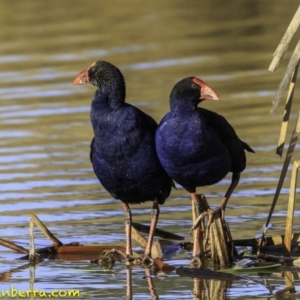 Porphyrio melanotus at Yarralumla, ACT - 12 Aug 2018