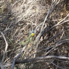 Eopsaltria australis (Eastern Yellow Robin) at Manyana Inyadda Drive development area - 19 Aug 2018 by Jorj