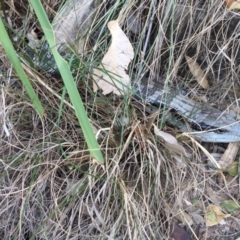 Tiliqua scincoides scincoides (Eastern Blue-tongue) at Red Head Villages Bushcare - 19 Aug 2018 by Jorj