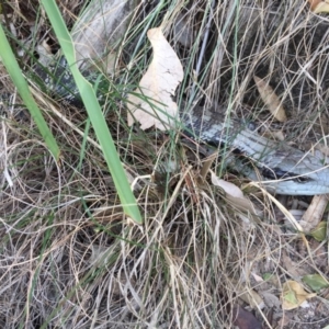 Tiliqua scincoides scincoides at Red Head Villages Bushcare - 19 Aug 2018 12:24 PM