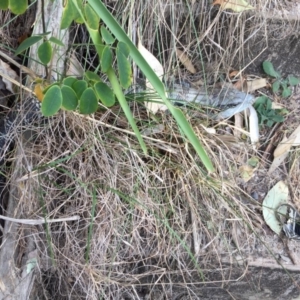 Tiliqua scincoides scincoides at Red Head Villages Bushcare - 19 Aug 2018 12:24 PM