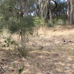 Zoothera lunulata (Bassian Thrush) at Red Head Villages Bushcare - 19 Aug 2018 by Jorj