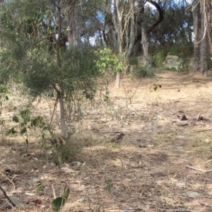 Zoothera lunulata at Red Head Villages Bushcare - 19 Aug 2018