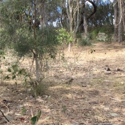 Zoothera lunulata (Bassian Thrush) at Red Head Villages Bushcare - 19 Aug 2018 by Jorj