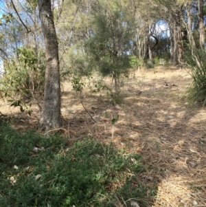 Zoothera lunulata at Red Head Villages Bushcare - 19 Aug 2018