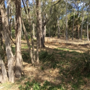Zoothera lunulata at Red Head Villages Bushcare - 19 Aug 2018 11:53 AM
