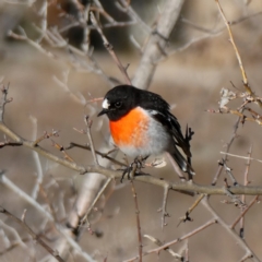 Petroica boodang (Scarlet Robin) at Googong, NSW - 18 Aug 2018 by Wandiyali