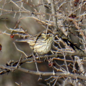 Pyrrholaemus sagittatus at Googong, NSW - 19 Aug 2018 08:17 AM