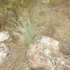 Xanthorrhoea glauca subsp. angustifolia (Grey Grass-tree) at Coree, ACT - 17 Aug 2018 by MichaelMulvaney