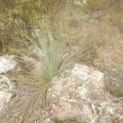 Xanthorrhoea glauca subsp. angustifolia (Grey Grass-tree) at Cotter Reserve - 17 Aug 2018 by MichaelMulvaney