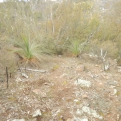 Xanthorrhoea glauca subsp. angustifolia at Coree, ACT - suppressed