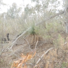 Xanthorrhoea glauca subsp. angustifolia (Grey Grass-tree) at Cotter Reserve - 17 Aug 2018 by MichaelMulvaney