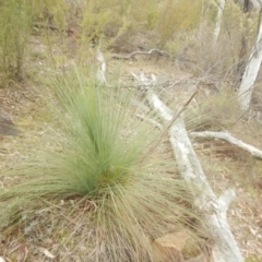 Xanthorrhoea glauca subsp. angustifolia (Grey Grass-tree) at Cotter Reserve - 17 Aug 2018 by MichaelMulvaney