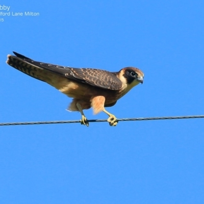 Falco longipennis (Australian Hobby) at Undefined - 17 Mar 2015 by Charles Dove