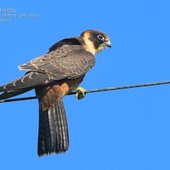 Falco longipennis at undefined - 18 Mar 2015 12:00 AM