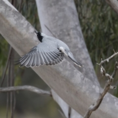 Coracina novaehollandiae (Black-faced Cuckooshrike) at Belconnen, ACT - 19 Aug 2018 by Alison Milton