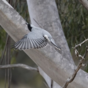 Coracina novaehollandiae at Belconnen, ACT - 19 Aug 2018 11:53 AM