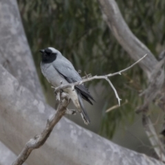 Coracina novaehollandiae at Belconnen, ACT - 19 Aug 2018