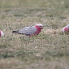 Eolophus roseicapilla (Galah) at Belconnen, ACT - 19 Aug 2018 by Alison Milton