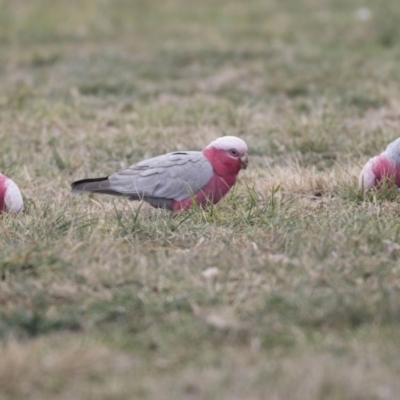 Eolophus roseicapilla (Galah) at Lake Ginninderra - 19 Aug 2018 by Alison Milton