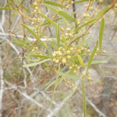 Acacia verniciflua (Varnish Wattle) at Cotter Reserve - 17 Aug 2018 by MichaelMulvaney