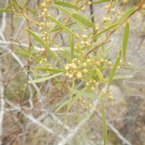 Acacia verniciflua at Coree, ACT - 17 Aug 2018